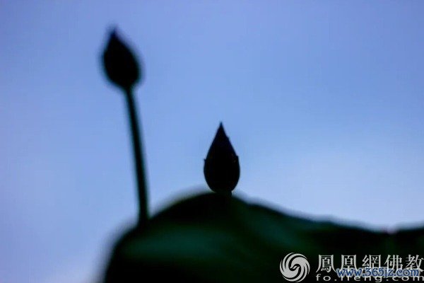图片来源：网佛教文化 摄影：十愿