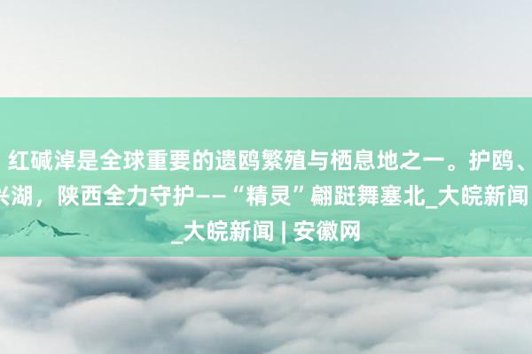 红碱淖是全球重要的遗鸥繁殖与栖息地之一。护鸥、治沙、兴湖，陕西全力守护——“精灵”翩跹舞塞北_大皖新闻 | 安徽网